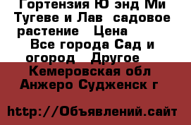 Гортензия Ю энд Ми Тугеве и Лав, садовое растение › Цена ­ 550 - Все города Сад и огород » Другое   . Кемеровская обл.,Анжеро-Судженск г.